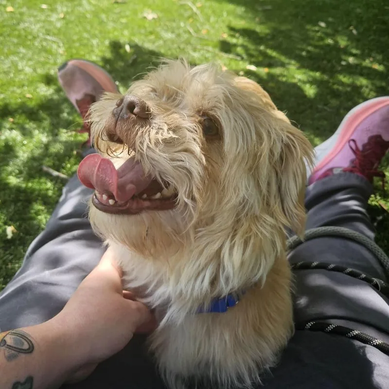 Cooper thumbnail 2