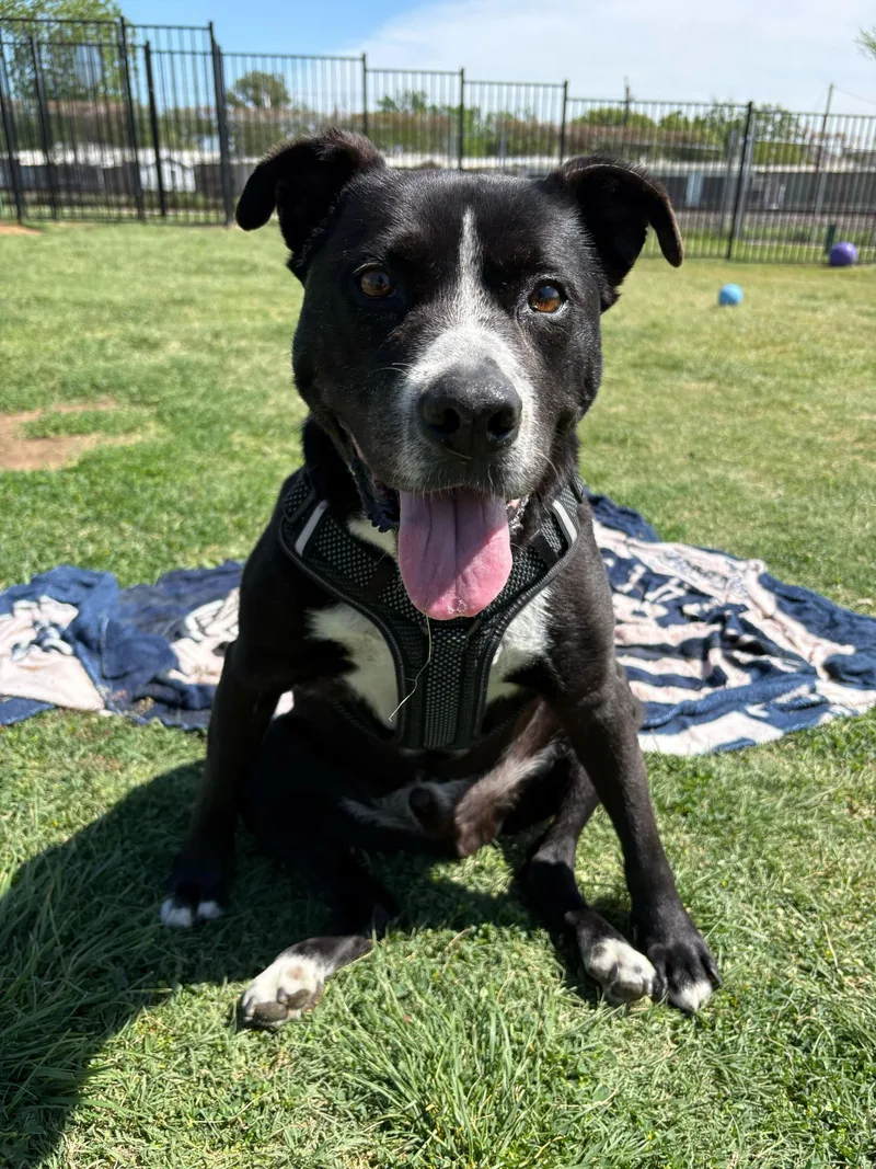 A senior medium-sized male Black Labrador Retriever dog named Job for adoption in Denton, TX