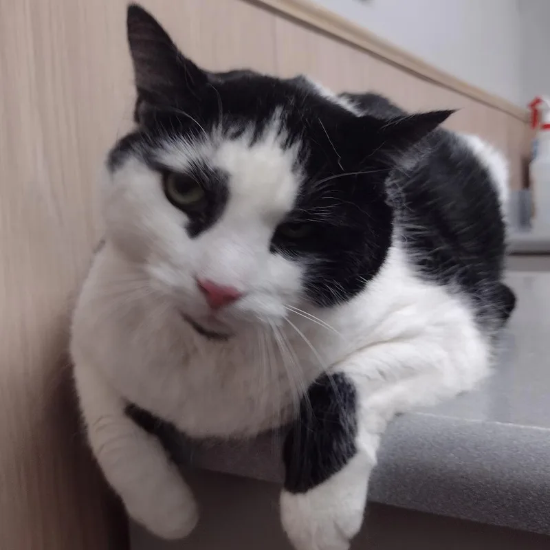 A senior small-sized male Black American Shorthair cat named Oreo  Home to for adoption in South Elgin, IL