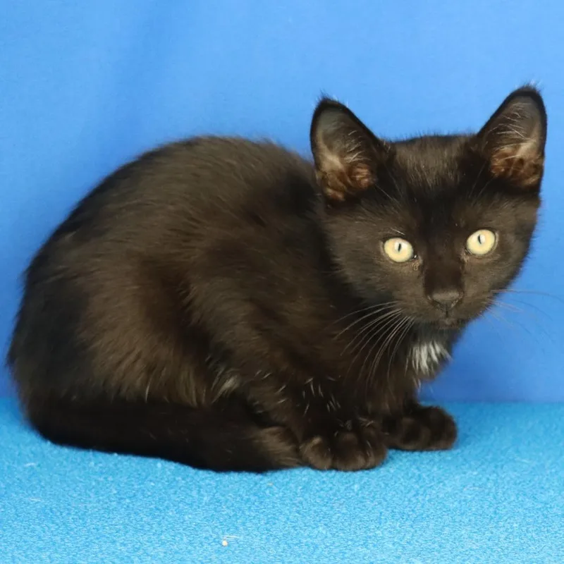 A baby small-sized male Black Domestic Short Hair cat named Mist U for adoption in Tupelo, MS