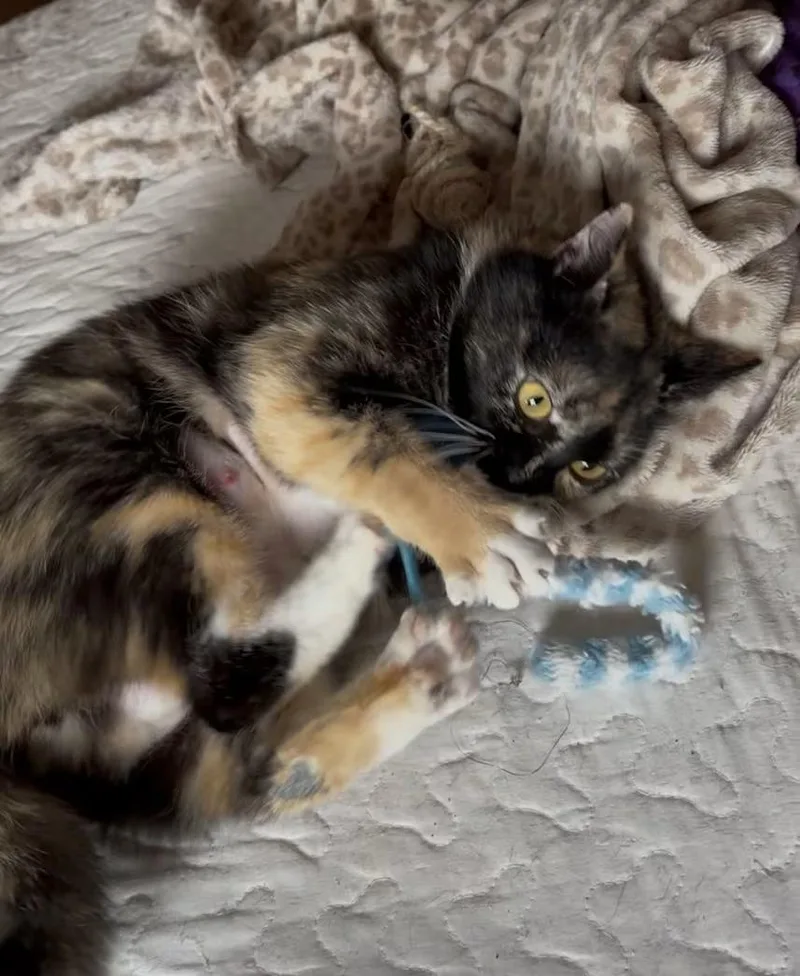 A young medium-sized female Torbie Domestic Short Hair cat named Flower for adoption in Greensboro, NC