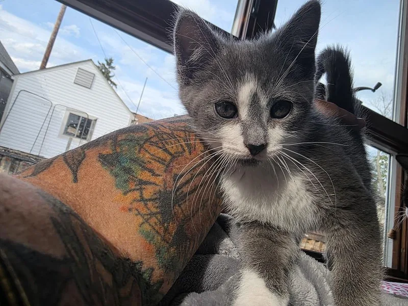 A baby medium-sized male Gray & White Domestic Short Hair cat named Consuelo for adoption in Clinton Township, MI