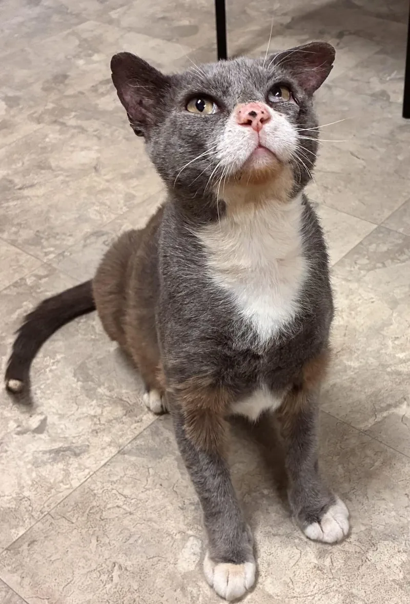 An adult large-sized male Gray & White Domestic Short Hair cat named Tony Montana for adoption in Statesboro, GA