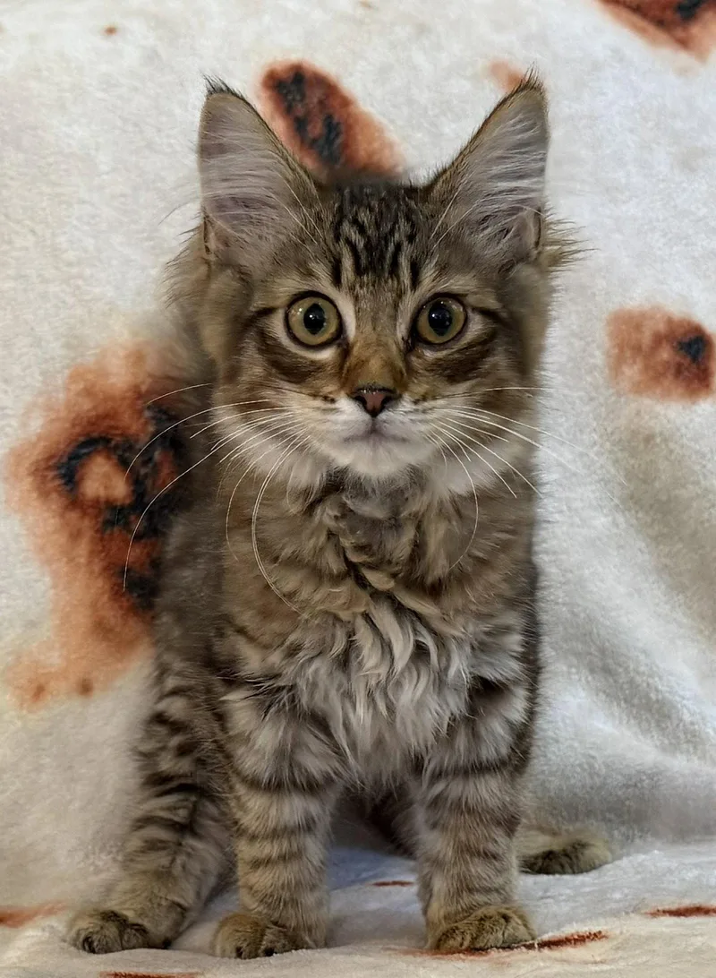 A baby small-sized male Domestic Short Hair cat named Samson Seibold for adoption in Kansas City, MO