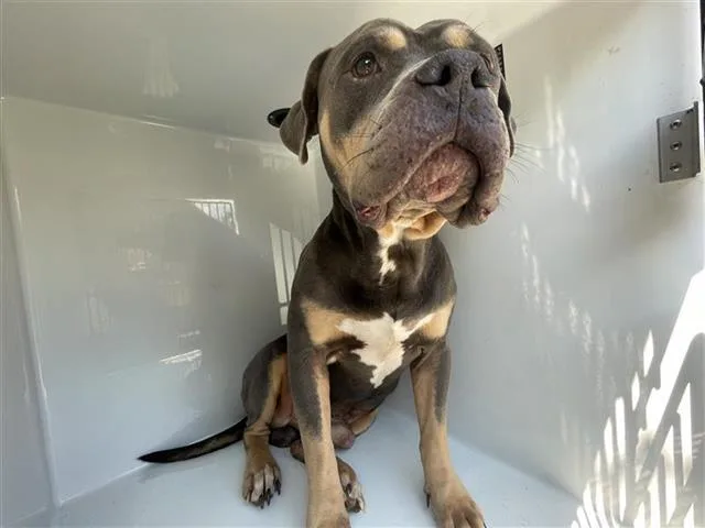 An adult large-sized male Pit Bull Terrier dog named A for adoption in Houston, TX