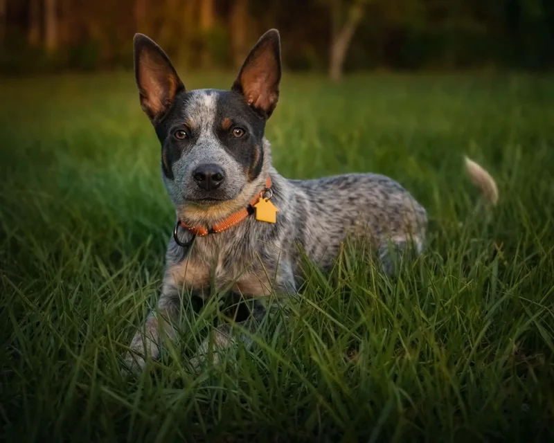 Benny
