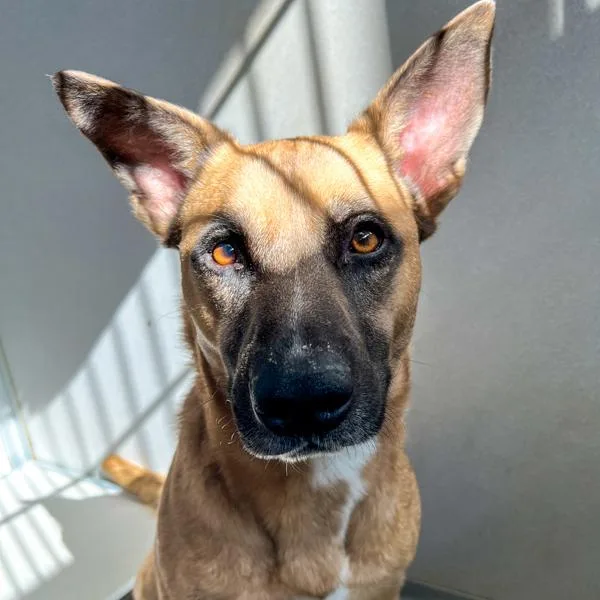 An adult large-sized male Shepherd dog named Scout for adoption in Des Moines, IA