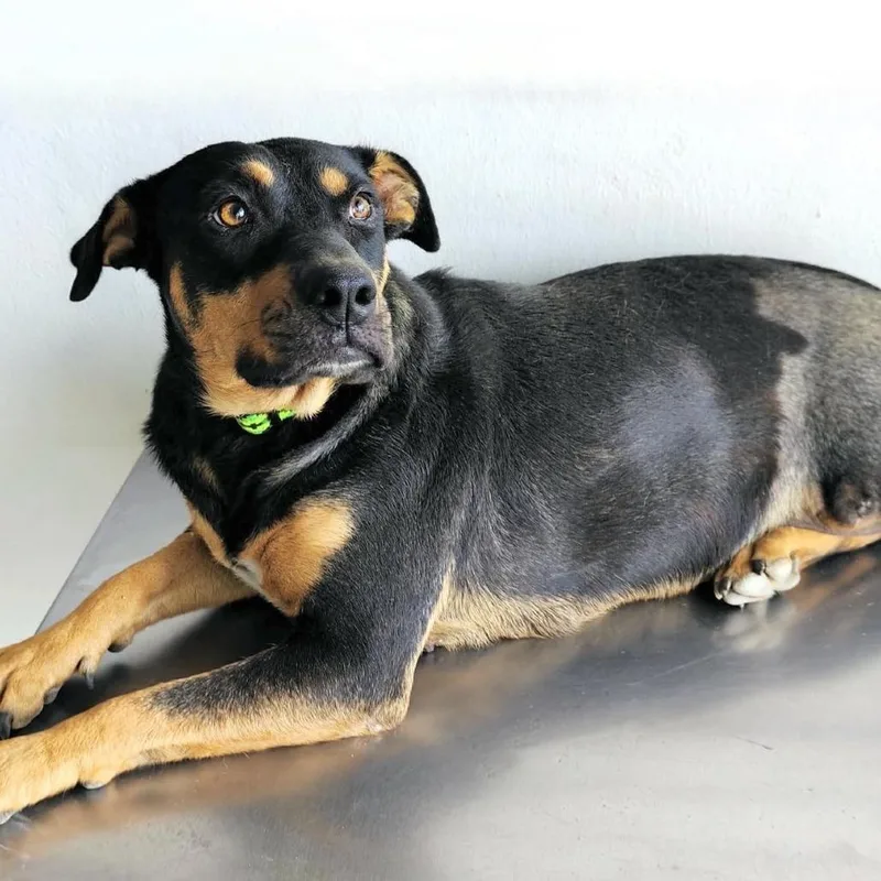 An adult medium-sized female Black Rottweiler dog named Petra for adoption in Bend, OR