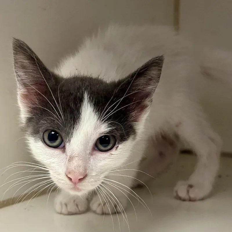 A baby small-sized female White Domestic Short Hair cat named Marshmallow for adoption in St Joseph, MO