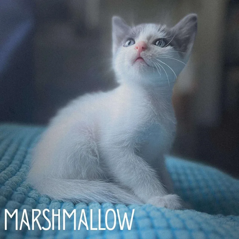 Marshmallow thumbnail 3