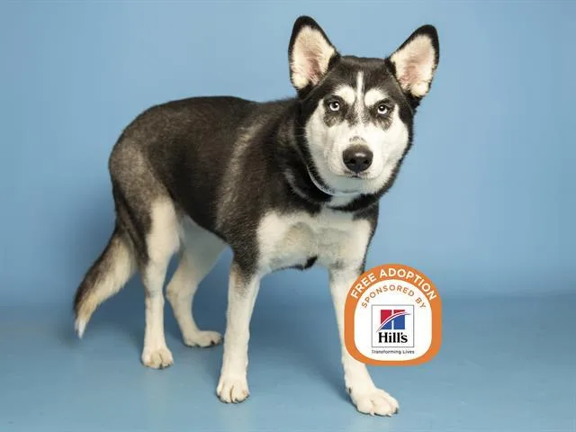 A young large-sized female Husky dog named Miss Piggy for adoption in Phoenix, AZ