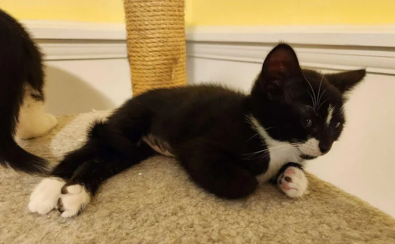A baby small-sized female Black Domestic Short Hair cat named Selinaselenak for adoption in Greenville, DE
