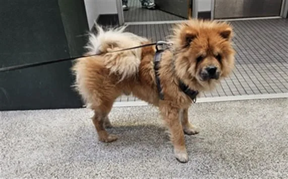 A young medium-sized male Chow Chow dog named Arnold for adoption in Los Angeles, CA