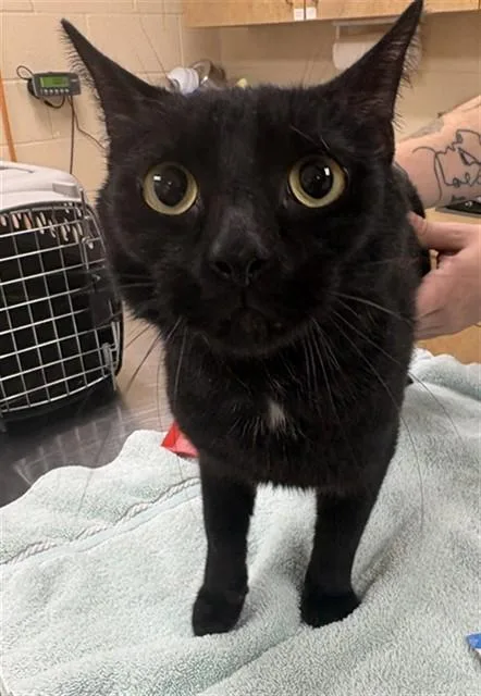 A young small-sized male Domestic Short Hair cat named B. Mo for adoption in Aliquippa, PA