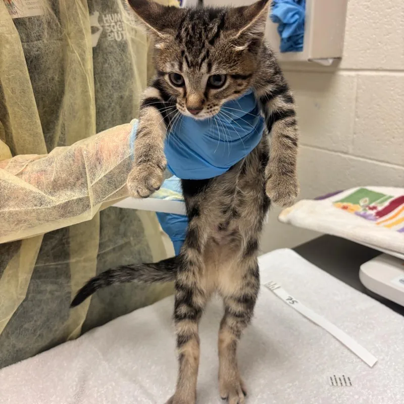 A baby small-sized male Domestic Short Hair cat named Sushi for adoption in Murray, UT