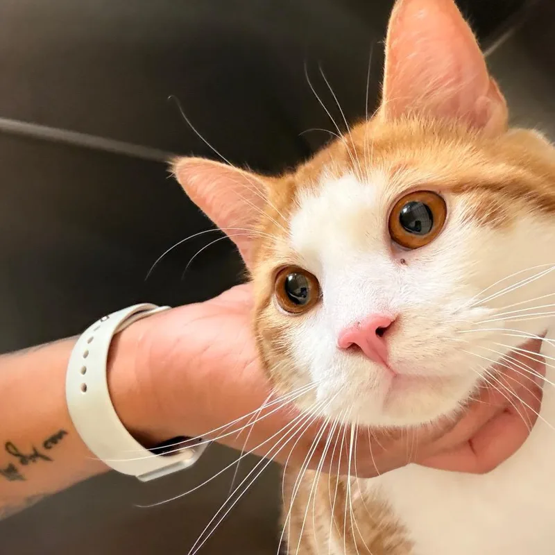 A young large-sized male Orange / Red Domestic Short Hair cat named Gordo for adoption in Winston-Salem, NC