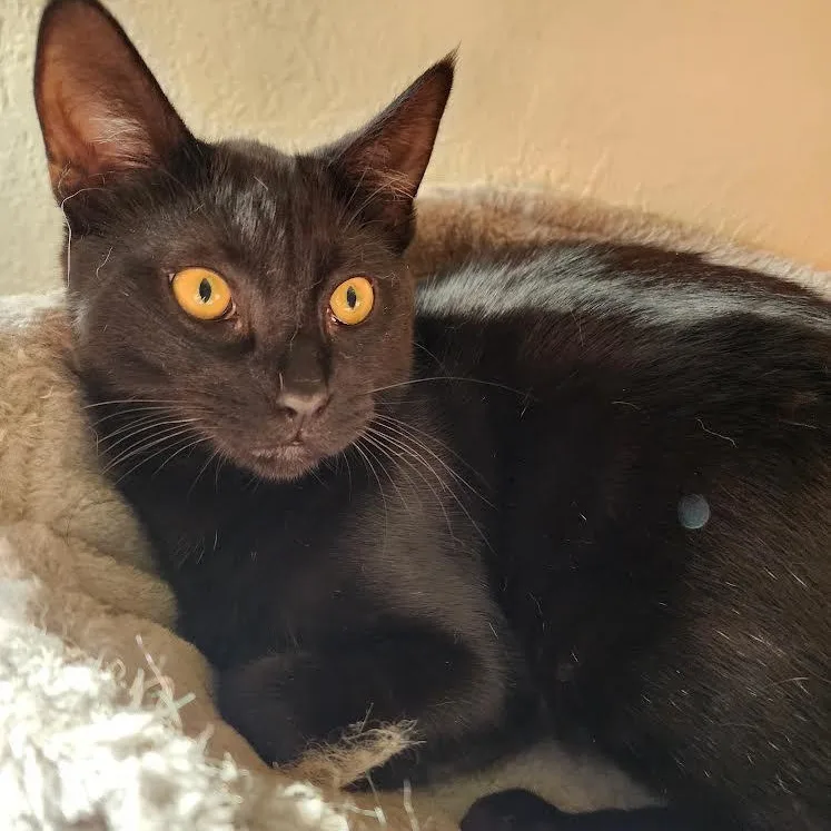 A baby medium-sized male Black Bombay cat named Moises for adoption in Miami, FL