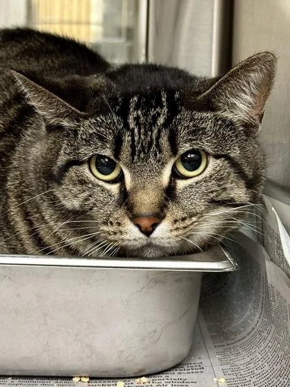 An adult medium-sized female Black Domestic Short Hair cat named Minnie for adoption in Wichita, KS