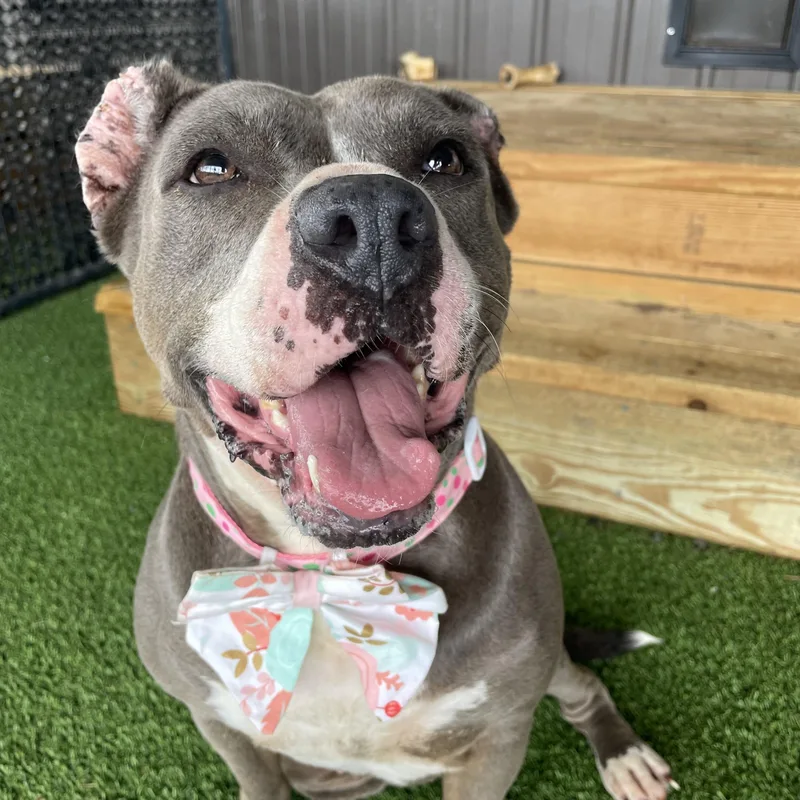 An adult medium-sized female Gray / Blue / Silver Pit Bull Terrier dog named Star for adoption in Houston, TX