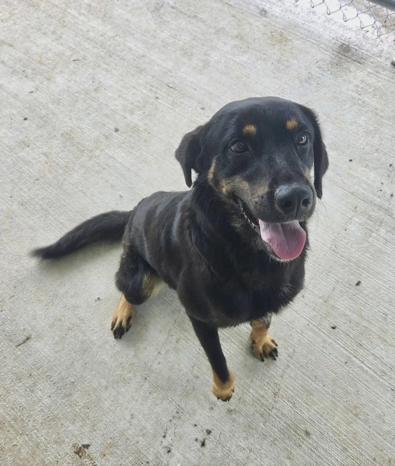 A young medium-sized male Shepherd dog named Hudson for adoption in Carrollton, GA