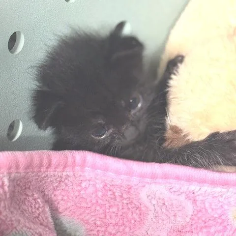 A baby small-sized male Black Domestic Short Hair cat named Sampson for adoption in Riverside, CA