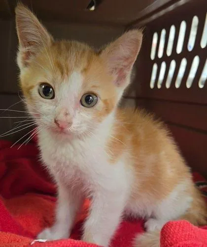 A baby small-sized male Domestic Short Hair cat named Jack Jack for adoption in Fresno, CA