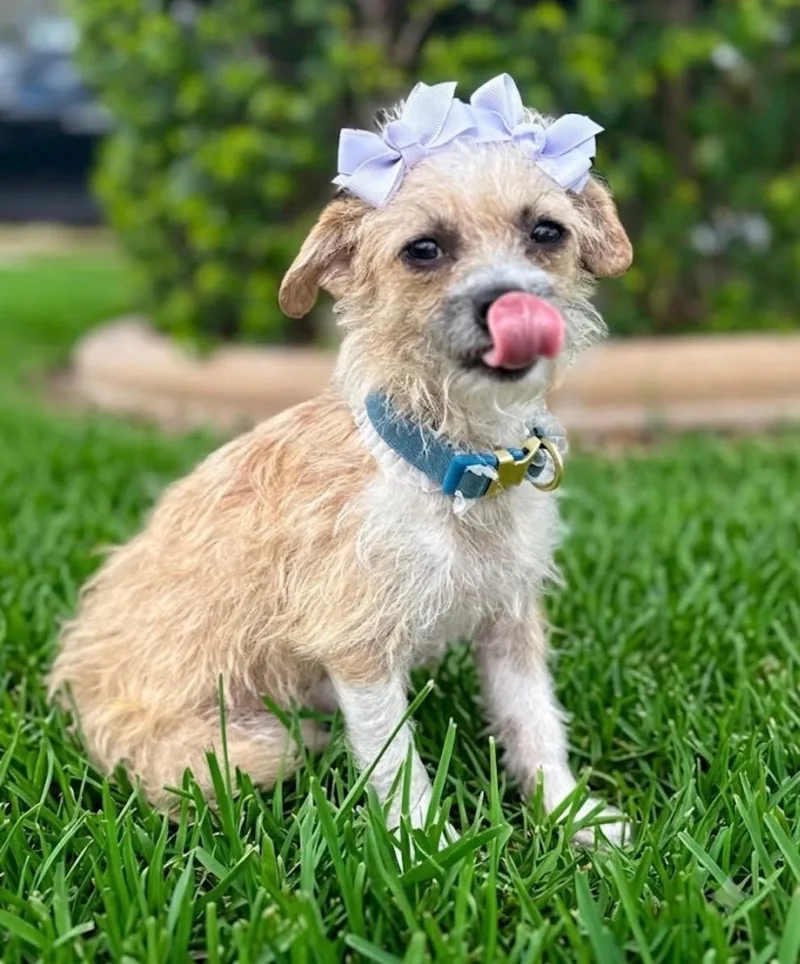 A young small-sized female Apricot / Beige Terrier dog named Celina for adoption in Edinburg, TX