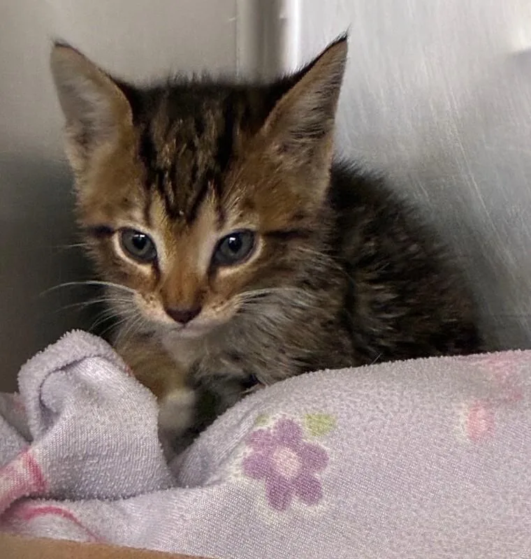 A young small-sized male Tabby (Brown / Chocolate) Domestic Short Hair cat named Salem for adoption in Cincinnati, OH