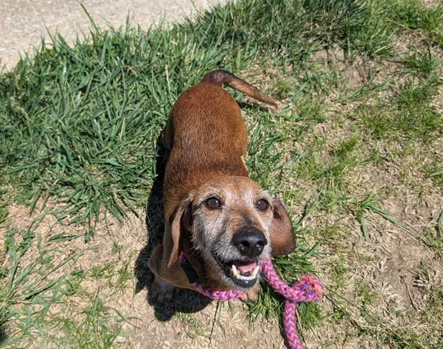 An adult small-sized male Dachshund dog named Nigel for adoption in Olivette, MO
