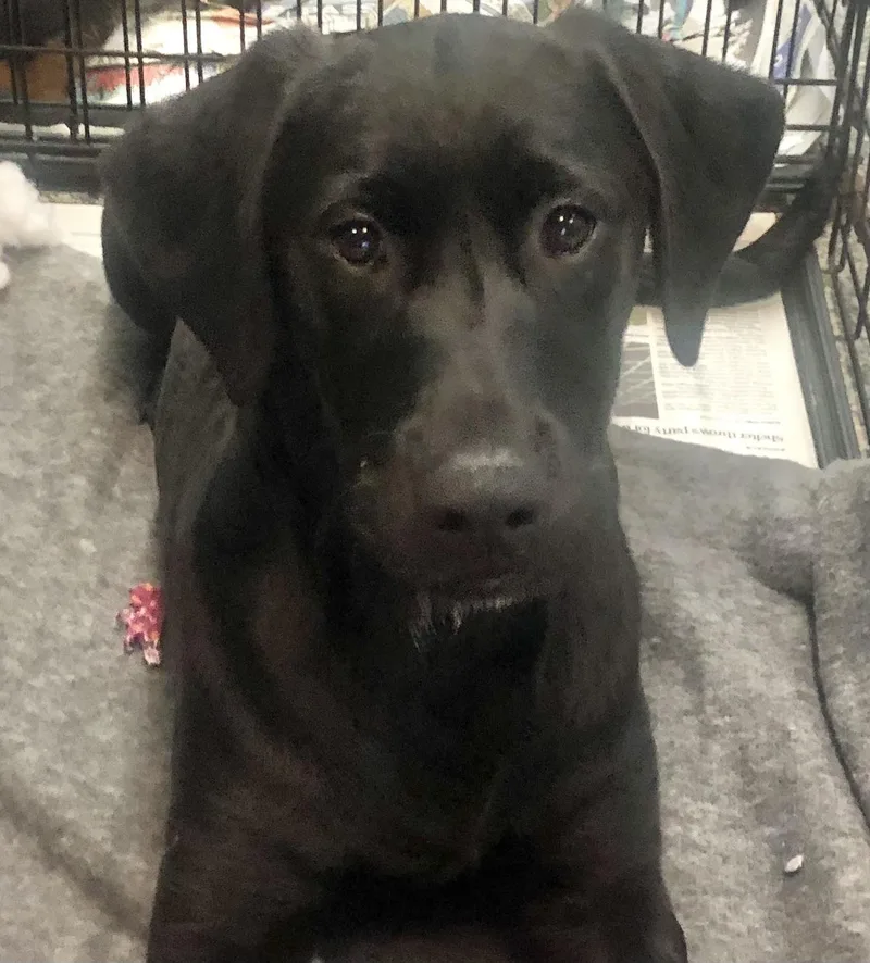 A baby medium-sized female Black Labrador Retriever dog named Fig for adoption in Parma, OH