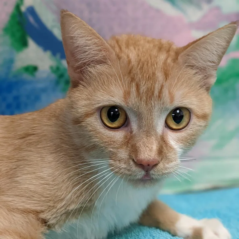 A senior large-sized female Orange / Red Domestic Short Hair cat named Bella for adoption in Englewood, FL