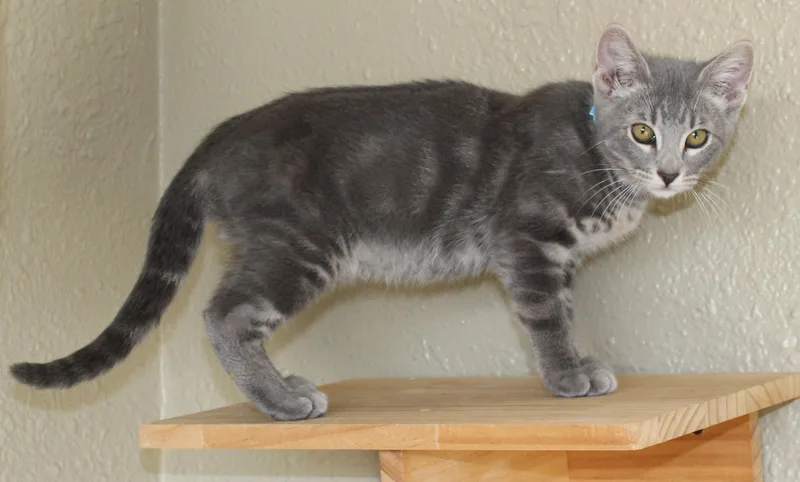 A baby medium-sized male Tabby (Gray / Blue / Silver) Domestic Short Hair cat named Dandy for adoption in Huron, SD