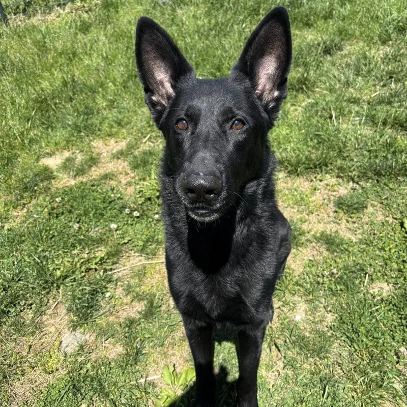 An adult medium-sized female Black German Shepherd Dog dog named Ruby for adoption in Waynesboro, PA