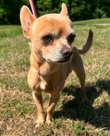 A young small-sized male Apricot / Beige Chihuahua dog named Kiko for adoption in Washington DC, DC