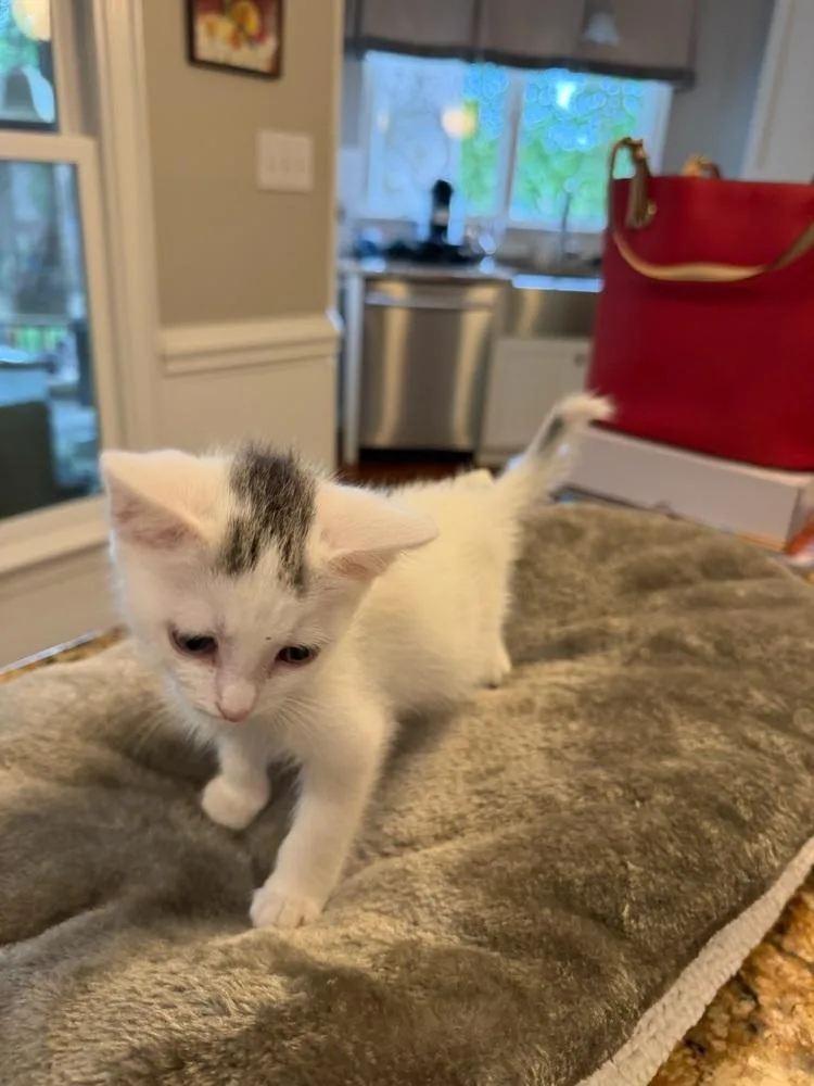 A baby small-sized male Gray & White Domestic Short Hair cat named Aspen for adoption in Mooresville, NC