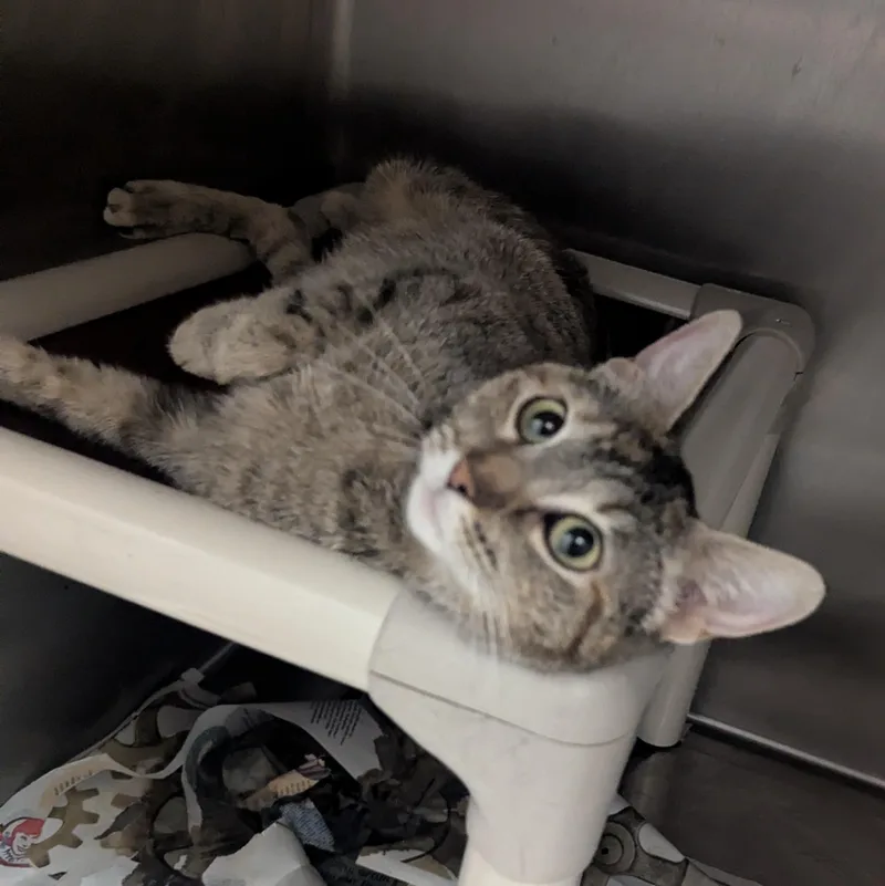 A young large-sized female Torbie Domestic Short Hair cat named Tabitha for adoption in Springfield, IL