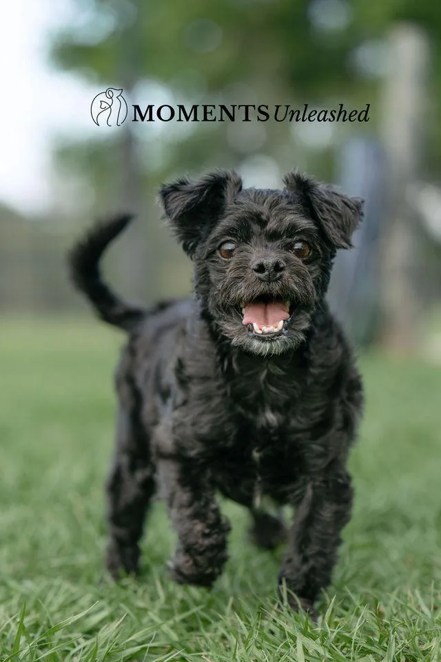 An adult small-sized male Black Shih Tzu dog named Burlington for adoption in Myakka City, FL