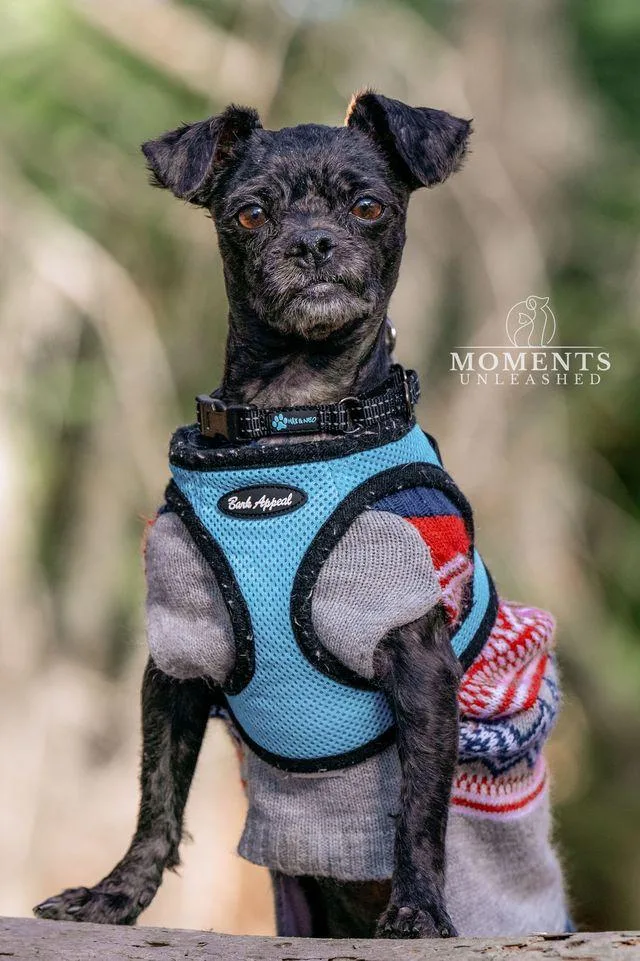 Burlington thumbnail 3