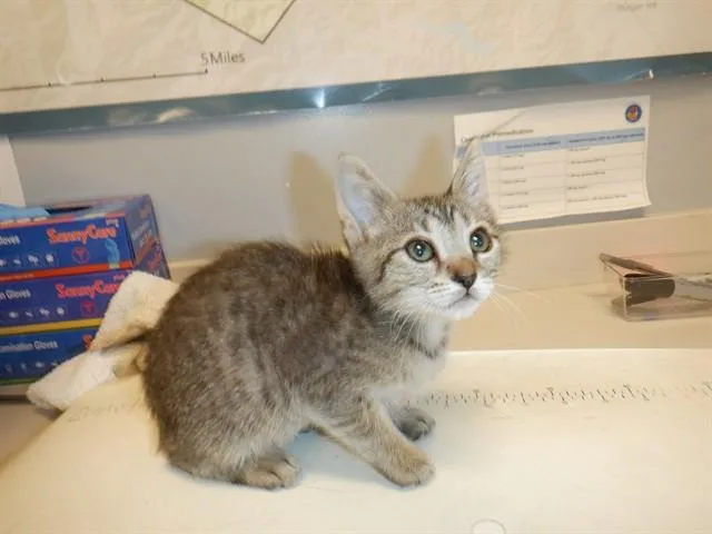 A baby small-sized female Domestic Short Hair cat named Zyra for adoption in San Jose, CA