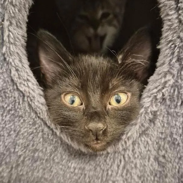 A baby small-sized female Black Domestic Short Hair cat named Cheddar for adoption in Los Angeles, CA
