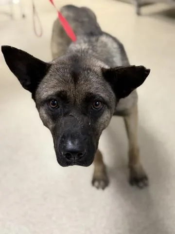 An adult medium-sized female Akita dog named Wendy for adoption in Riverside, CA