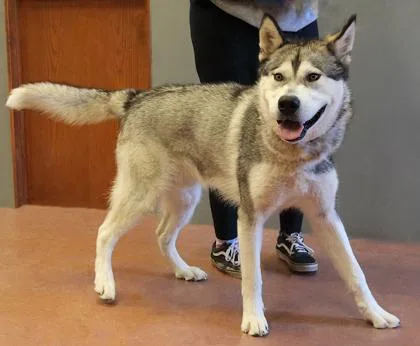 A young large-sized male Gray / Blue / Silver Husky dog named Levi for adoption in Rapid City, SD