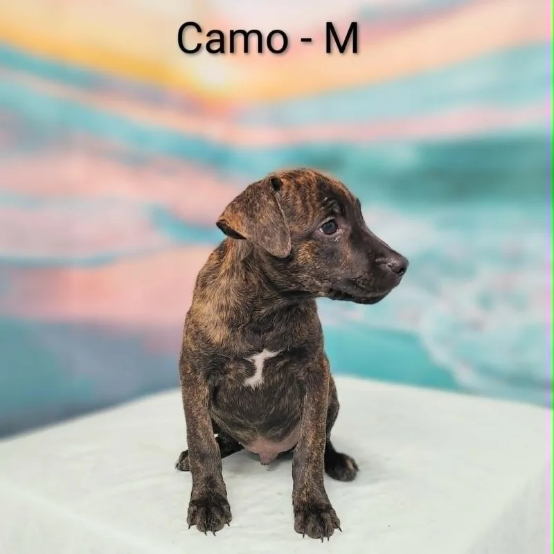 A baby medium-sized male Brindle Hound dog named Camo for adoption in Griswold, CT