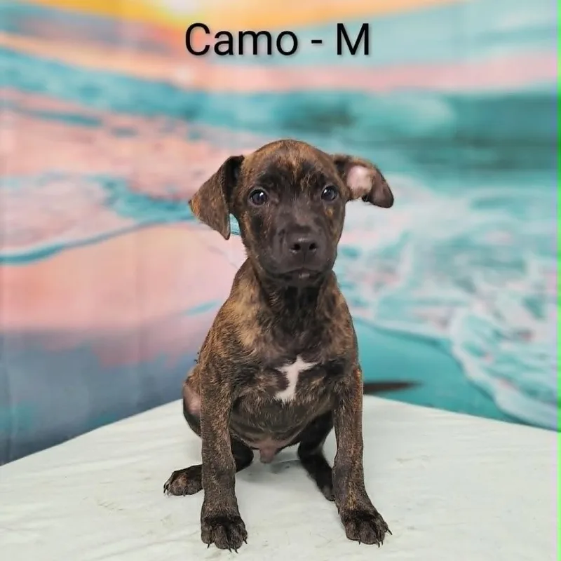 Camo thumbnail 2