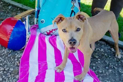 An adult medium-sized male Mixed Breed dog named Finnegan FKA Little B for adoption in West Chester, PA