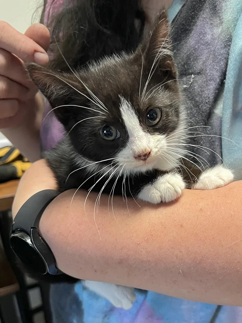 A baby medium-sized male Domestic Short Hair cat named Brain for adoption in Rochester , NY
