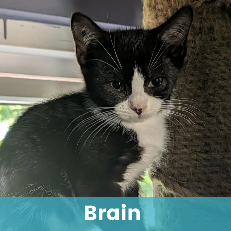 Brain thumbnail 2