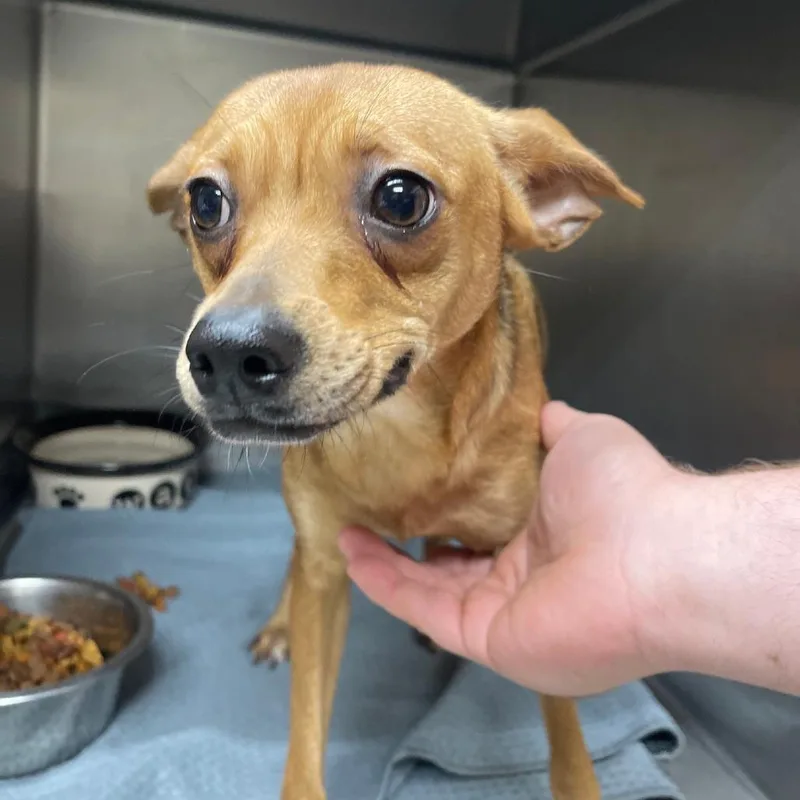 A young small-sized female Yellow / Tan / Blond / Fawn Chihuahua dog named Colee for adoption in Valley, AL