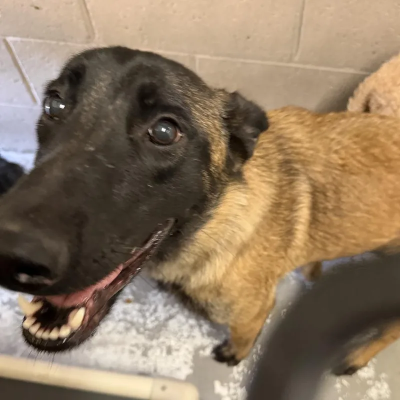 An adult medium-sized female Black Belgian Shepherd / Malinois dog named Goopie for adoption in Yuma, AZ
