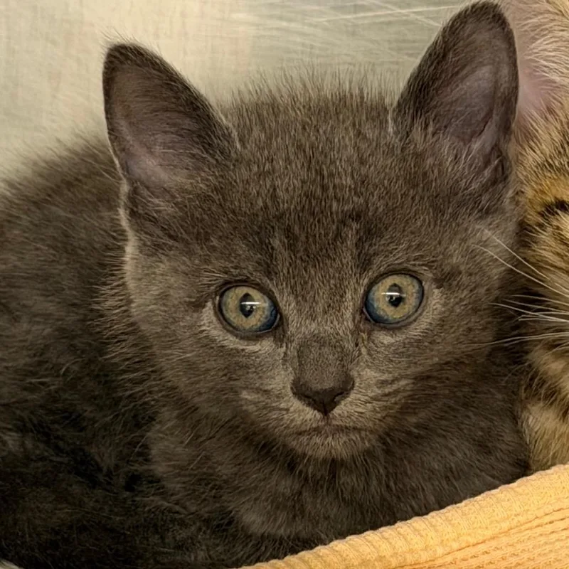 A baby small-sized female Gray / Blue / Silver Domestic Short Hair cat named Oolong for adoption in West Palm Beach, FL